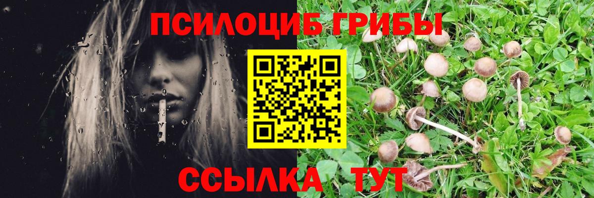Псилоцибиновые грибы Cubensis  Вход с VPN  Железногорск 